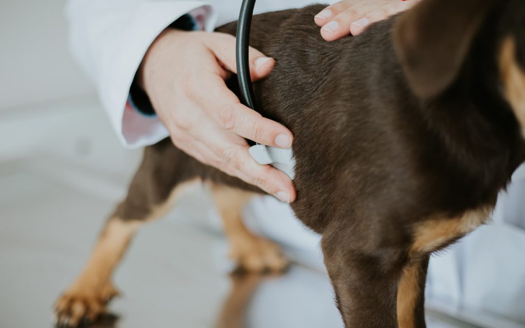 Medicina Geral e Preventiva